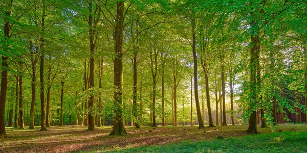 Sunlight filters through a lush green forest with tall trees.