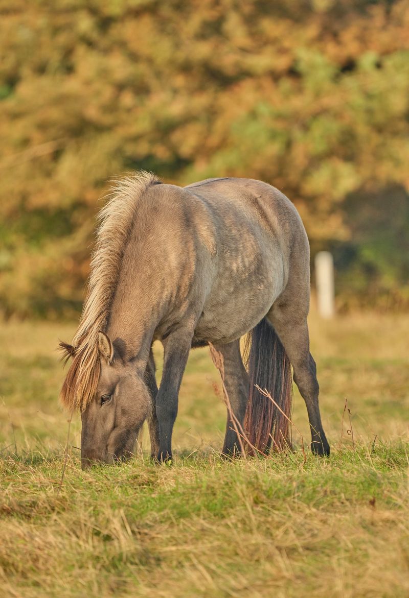 A serene scene of a wild horse grazing in a meadow, with the warm hues of Denmark's autumn foliage creating a stunning backdrop. The soft sunlight highlights the natural beauty of the surroundings.