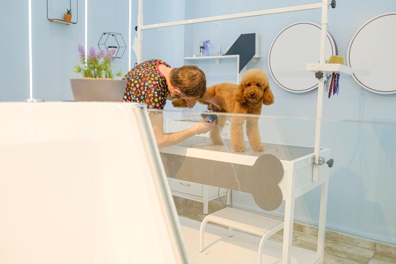An adorable Poodle dog being groomed at a pet grooming salon