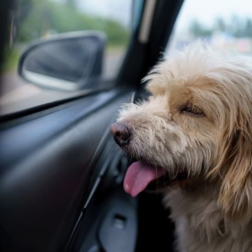 Happy dog looking out car window.