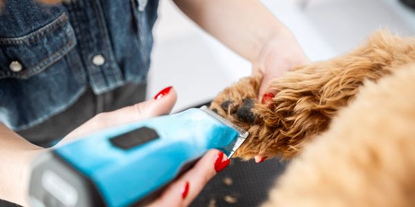 how to groom a schnauzer
how to groom a westie 
how to groom a shihtzu
how to groom a maltese