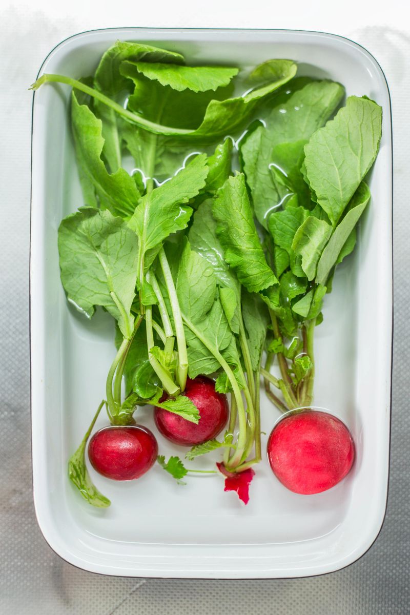 Three red radishes with green leaves in a white sink full of water