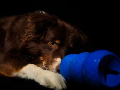 A dog intently playing with a blue toy against a black background.