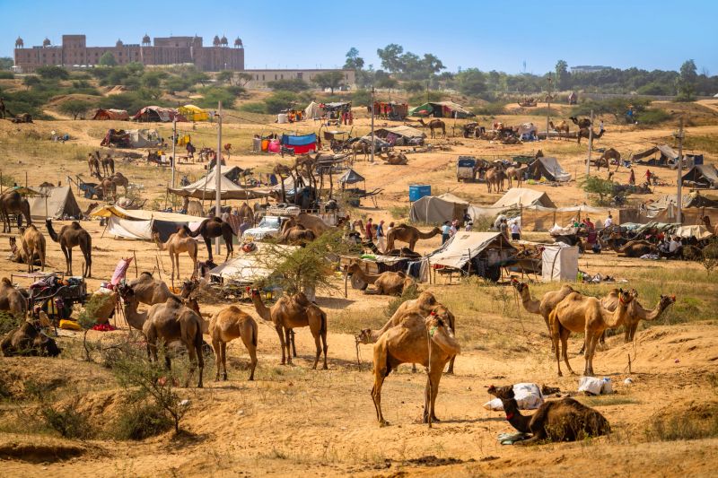 A dynamic scene at Pushkar Camel Fair in Rajasthan, India, showcasing camels, tents, and bustling activity under a clear blue sky, with the landscape and culture blending brilliantly.
