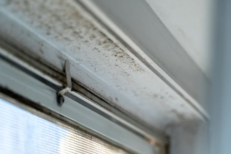 Mold and fungus are growing on the window frame, highlighting moisture issues in a dimly lit indoor space. This indicates poor ventilation and potential health risks