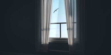 A bird flies outside a window with sheer curtains in a dimly lit room.