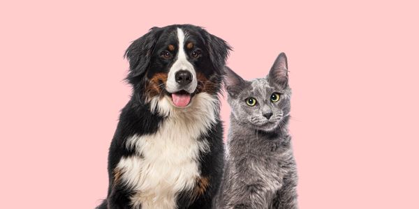 A happy Bernese Mountain Dog and a gray cat sit together against a pink background.