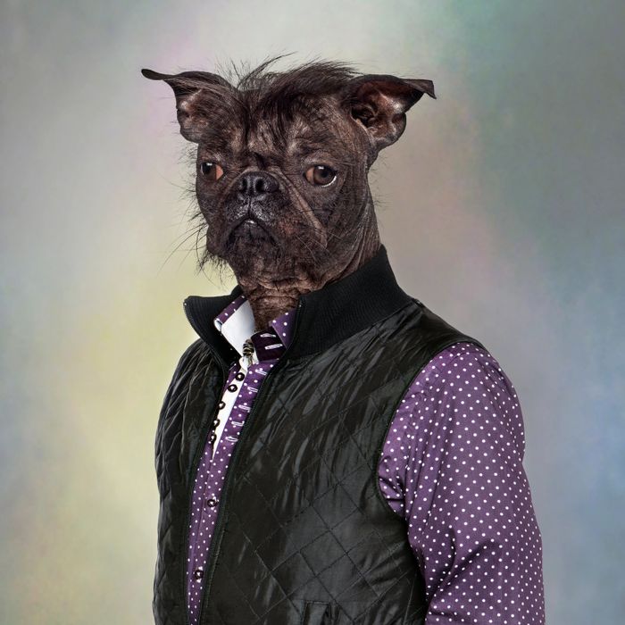 A dog with a serious expression dressed in a polka dot shirt and black vest.