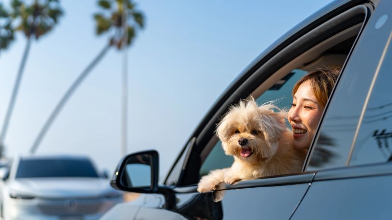 Happy Asian woman enjoy and fun outdoor lifestyle road trip travel with her Shih Tzu dog on EV car and looking beautiful nature out of the window on summer holiday vacation.