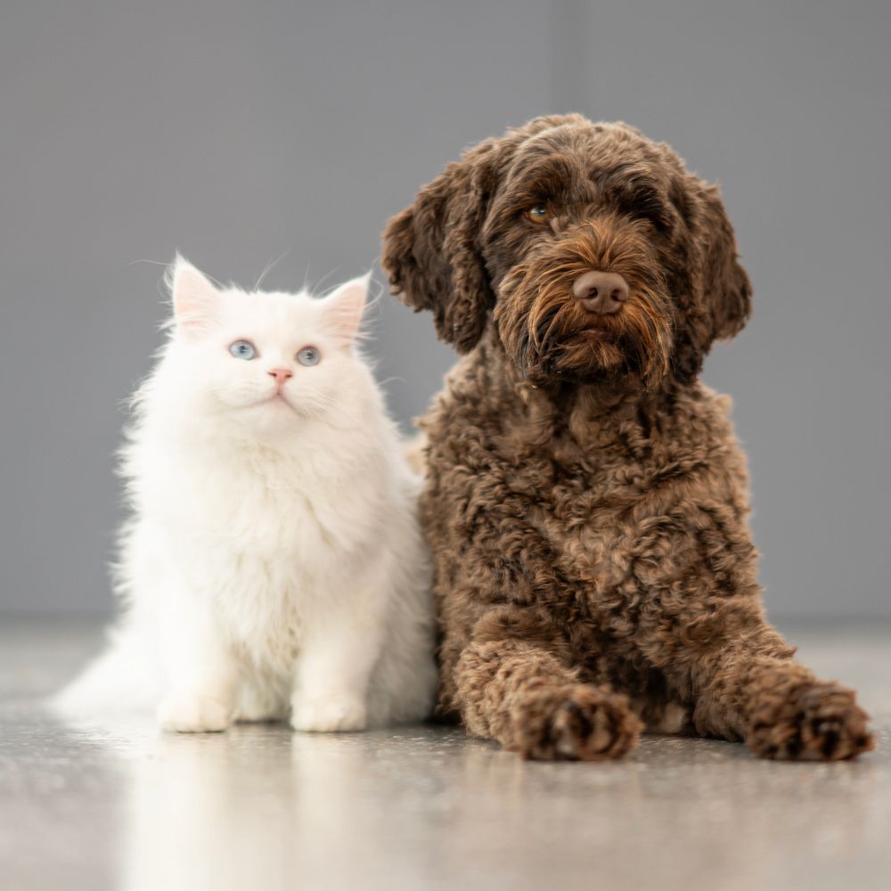 A fluffy white cat and a curly brown dog sitting side by side indoors.