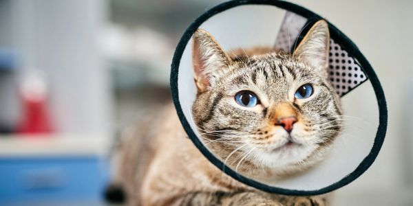 A cat wearing a protective cone around its neck.