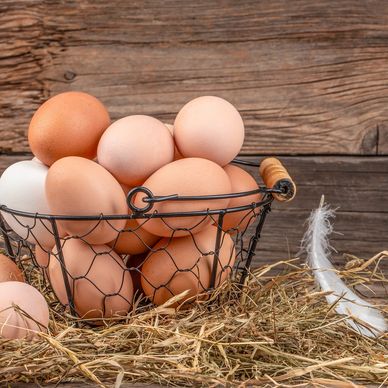 Chiropractically adjusted chickes' eggs