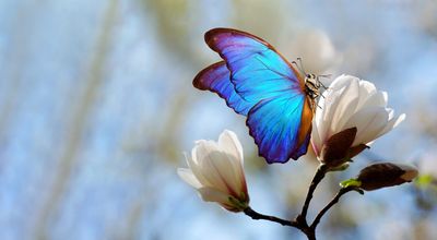 A vibrant blue butterfly perched on a white flower against a soft blue sky.
