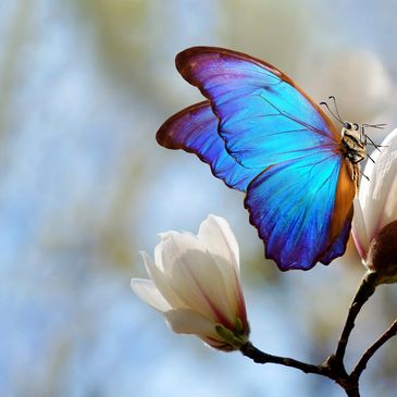 Blue Butterfly resting on white flowers.