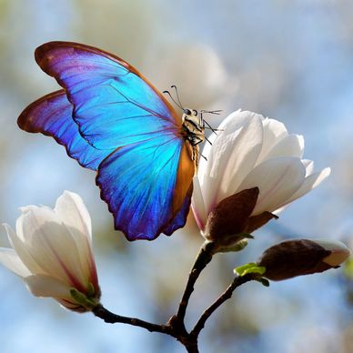 A vibrant blue butterfly perched on a white flower in soft daylight.
