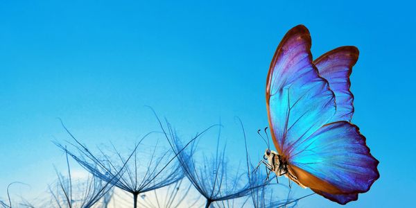 A vibrant blue butterfly on delicate dandelion seeds against a clear sky.