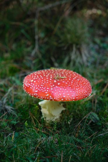   "For educational/identification purposes only." mushroom in nature