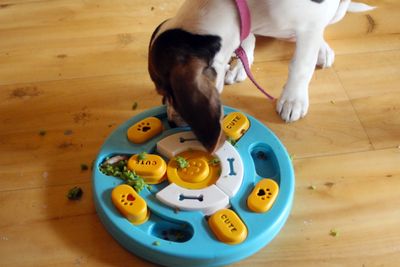 A dog using a puzzle feeder to eat food on a wooden floor.