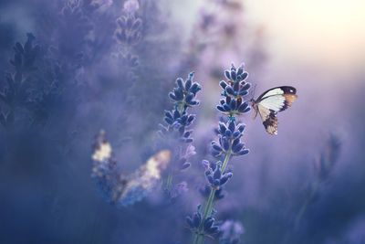 Butterfly perched on lavender flowers in soft morning light.