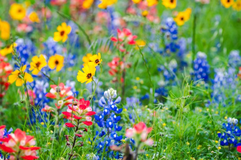 Big bold burst of beautiful wildflowers in Texas Hill Country, Llano during springtime bring out many tourists travel to visit to see the spectacular show of color, scents, and scenery in yellow, orange, red, blue, purple, green and anywhere in between