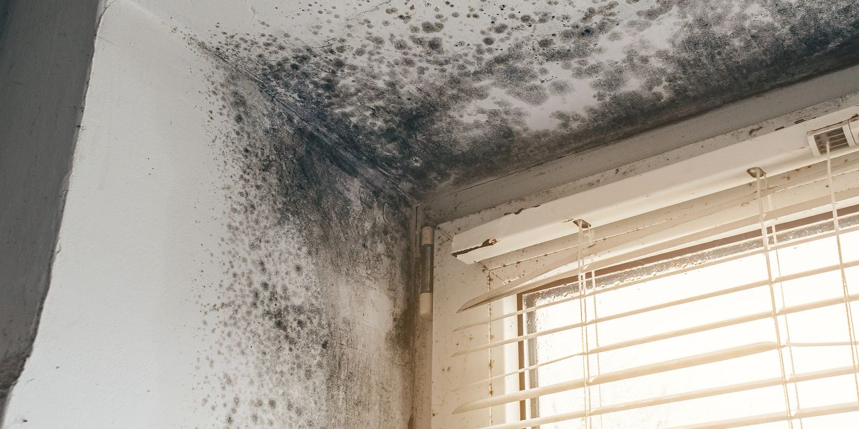 Mold growth on a wall and ceiling corner near window.