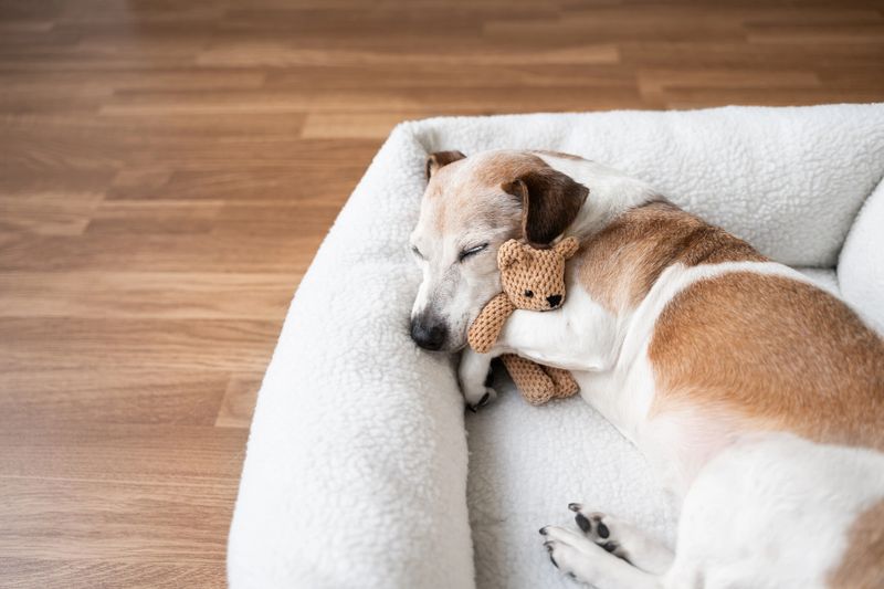 dog tired sleepy in pet bed hugging best friend toy bear. Elderly dog Jack Russell terrier resting at home. Horizontal composition. resting at home sweet dreams atmosphere, empty flooring copy space