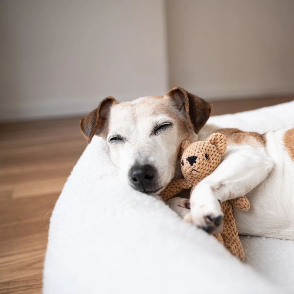 Cute small fluffy dog lying on a striped bed sheet.
