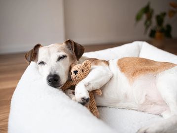 Dog sleeping with a teddy bear.
