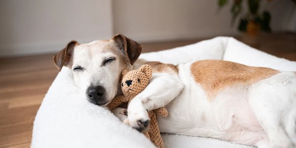 A dog sleeping peacefully with a teddy bear in a cozy bed.