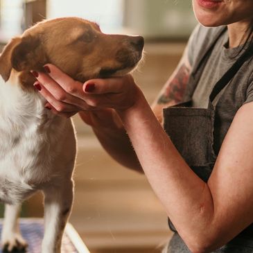 A groomer affectionately holds a dog's face during grooming.