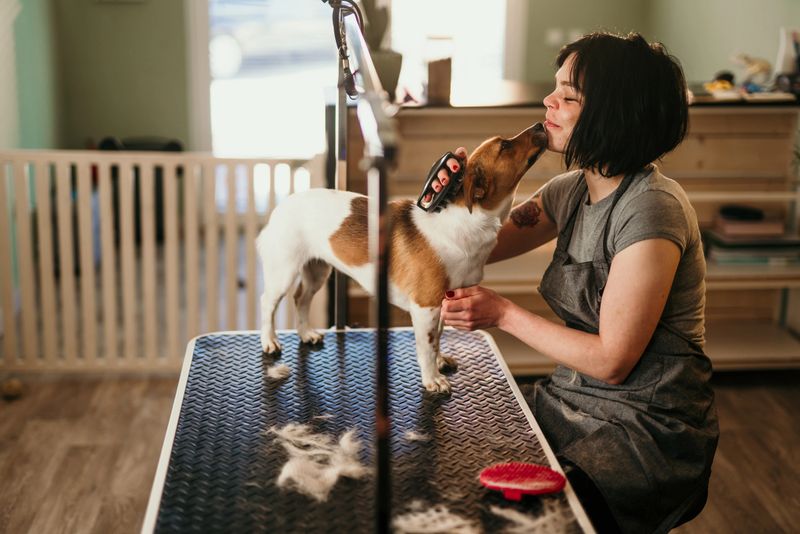 Jack russell terrier standing on a grooming table, receiving a loving kiss from a female groomer during a busy grooming session at a vibrant pet salon