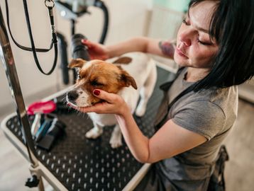 A groomer carefully dries a small dog on a grooming table.