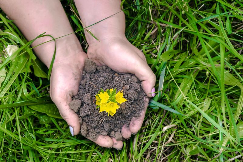 Womans hands holding green yellow plant sprout with soil, ground on grass nature background. Eco friendly, organic, ecology, zero waste concept. top view.