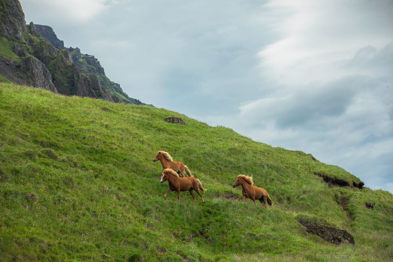 A group of Icelandic horses runs freely up a vibrant green hillside in South Iceland. These strong and agile horses, known for their unique gaits, are a symbol of the country's rich equestrian tradition. The rugged cliffs and dramatic skies add to the wild beauty of the Icelandic landscape, capturing the essence of nature and freedom