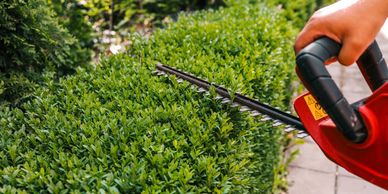 Expert tree surgery and hedge trimming including pruning, removal, and planting. Restore Outdoor
