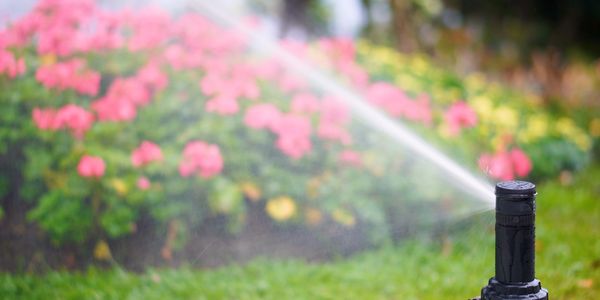 A sprinkler watering a garden with pink flowers and green grass.