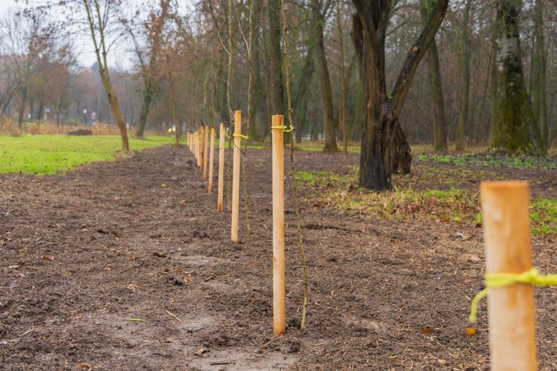 Workers have marked a planting area with wooden stakes in a park, preparing for new trees on a chilly, overcast day.