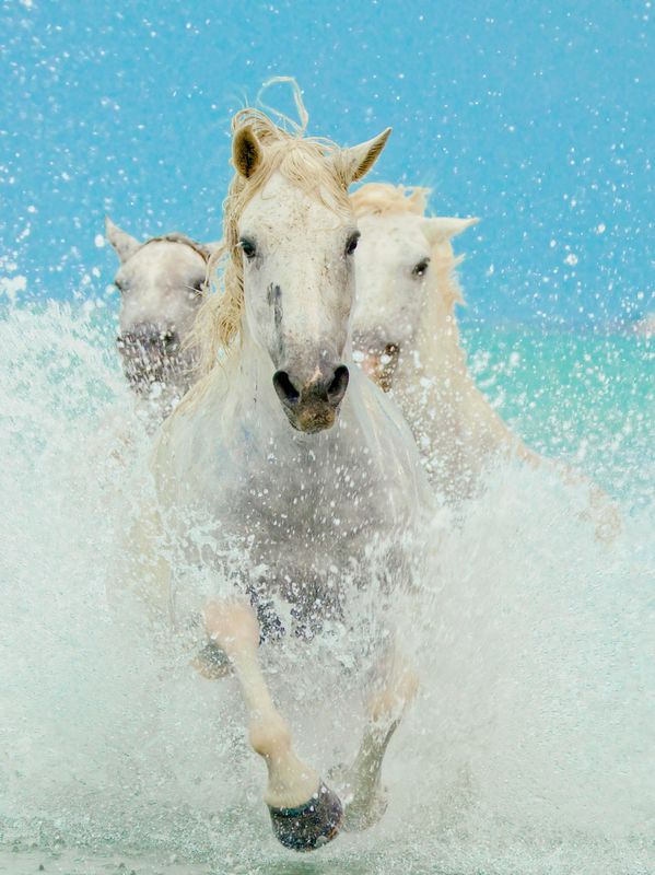 manganese benefits for founder in horses