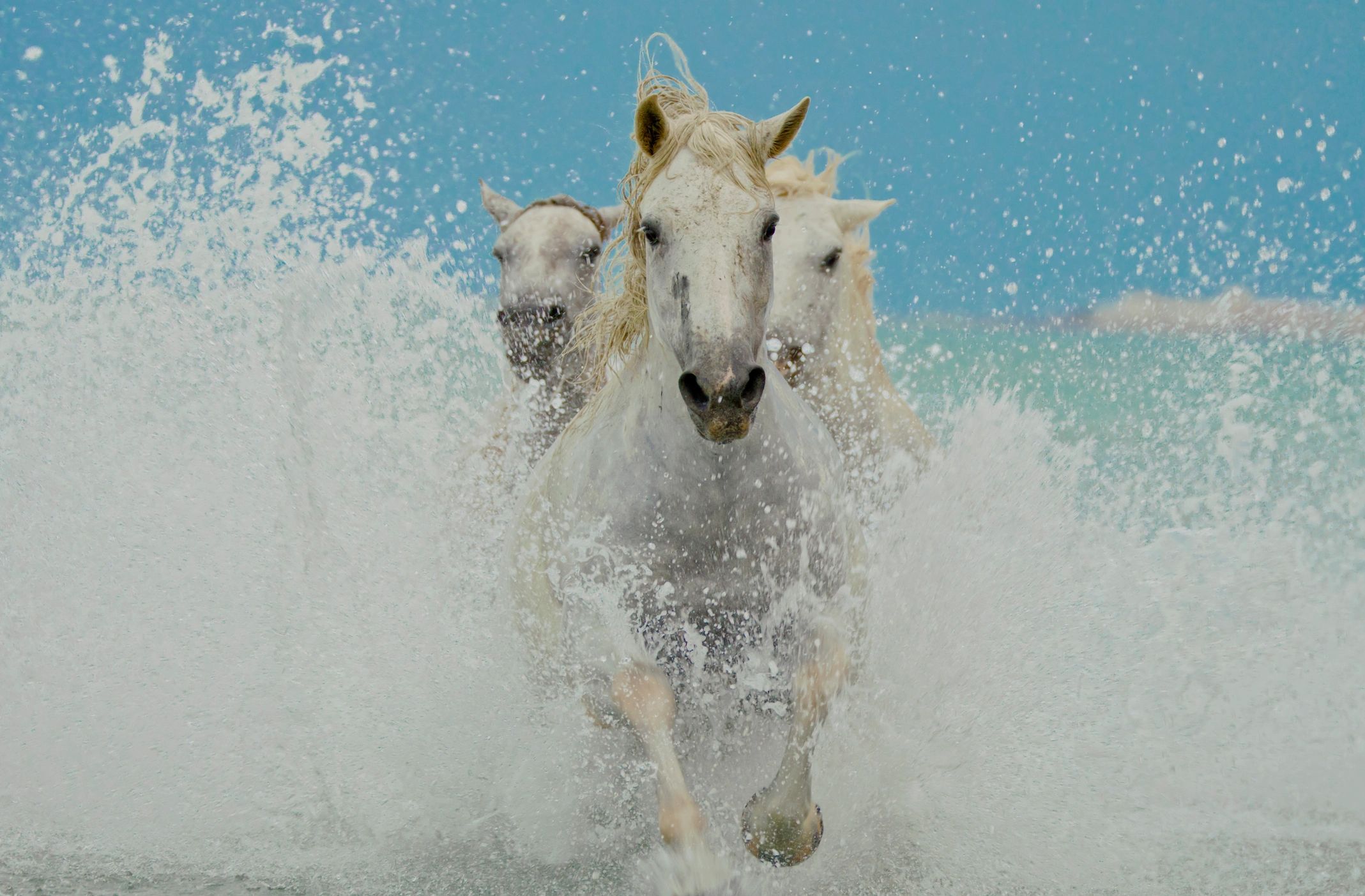 Home [streamhorse.tv]