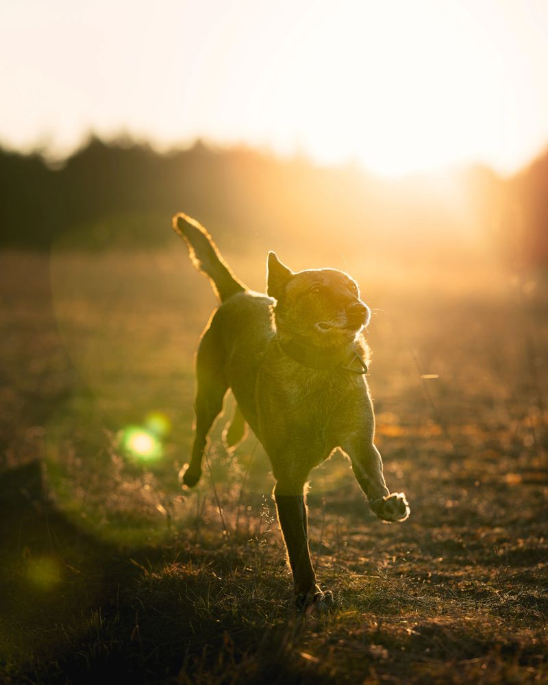 A dog running joyfully in a sunlit field during golden hour, capturing the essence of freedom and happiness.