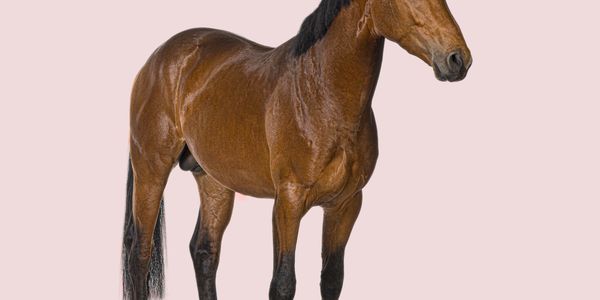 Glossy brown horse with black mane and legs, standing against a pale pink background.