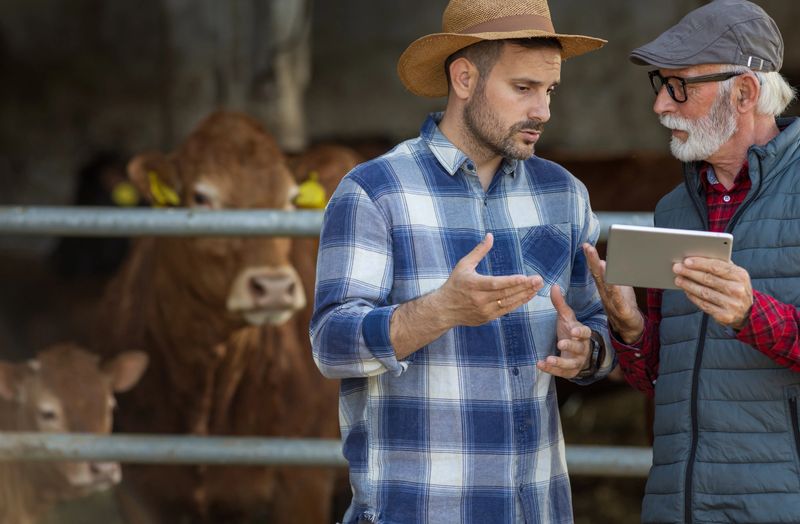 Two farmers, younger and mature man, holding tablet and discussing in front of cattles in cowshed