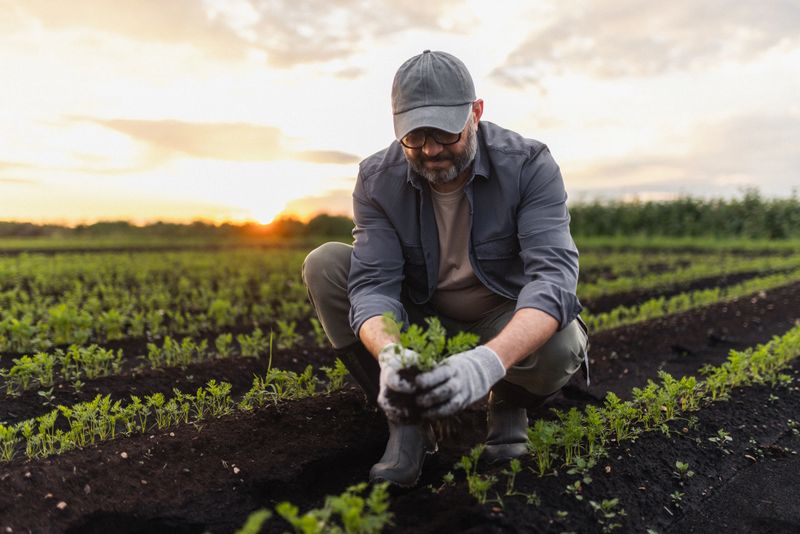 A farmer wearing work gloves examines fresh plants in a lush field while the sun sets.