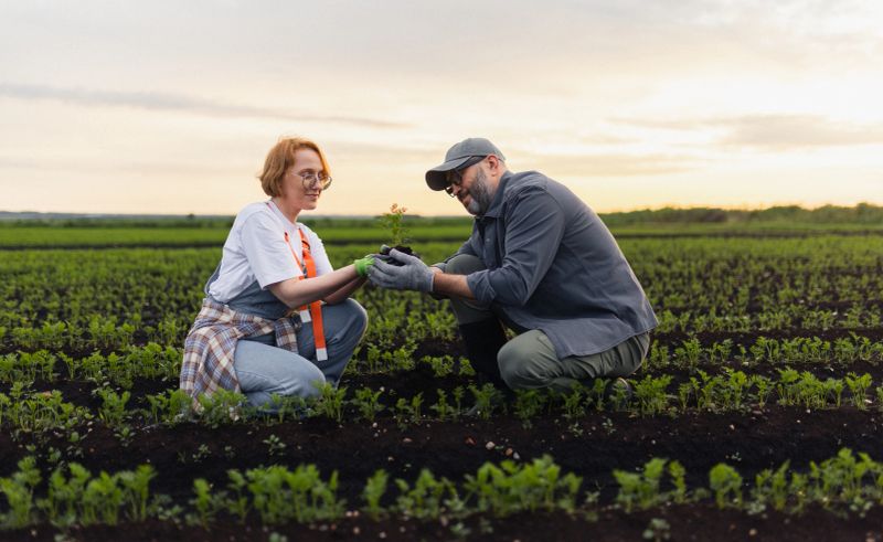 A pair of dedicated agriculturalists working together to nurture plants in a fertile field during early evening. The scene reflects teamwork, sustainable farming practices, and connection with nature.