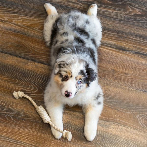 Fluffy Australian Shepherd puppy with heterochromia lying on wooden floor with a rope toy.