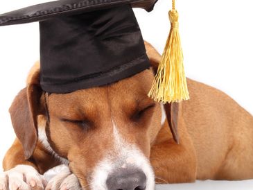 Dog wearing a graduation cap, sleeping peacefully.
