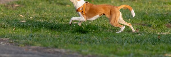 Joyful dogs running in the grass.