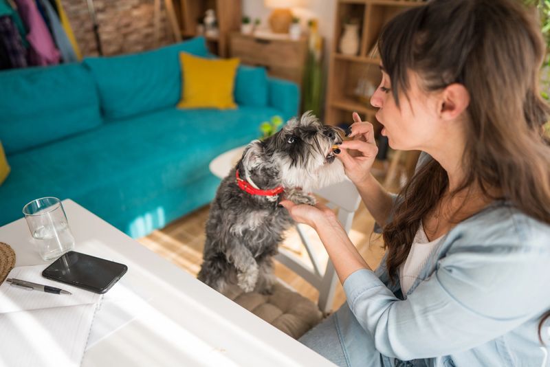 Young woman sitting at a table in her modern apartment, joyfully feeding her miniature schnauzer dog a tasty treat, showcasing their bond and affectionate companionship