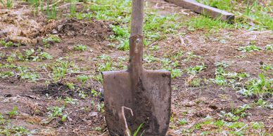 A shovel stuck in the soil in a garden area.