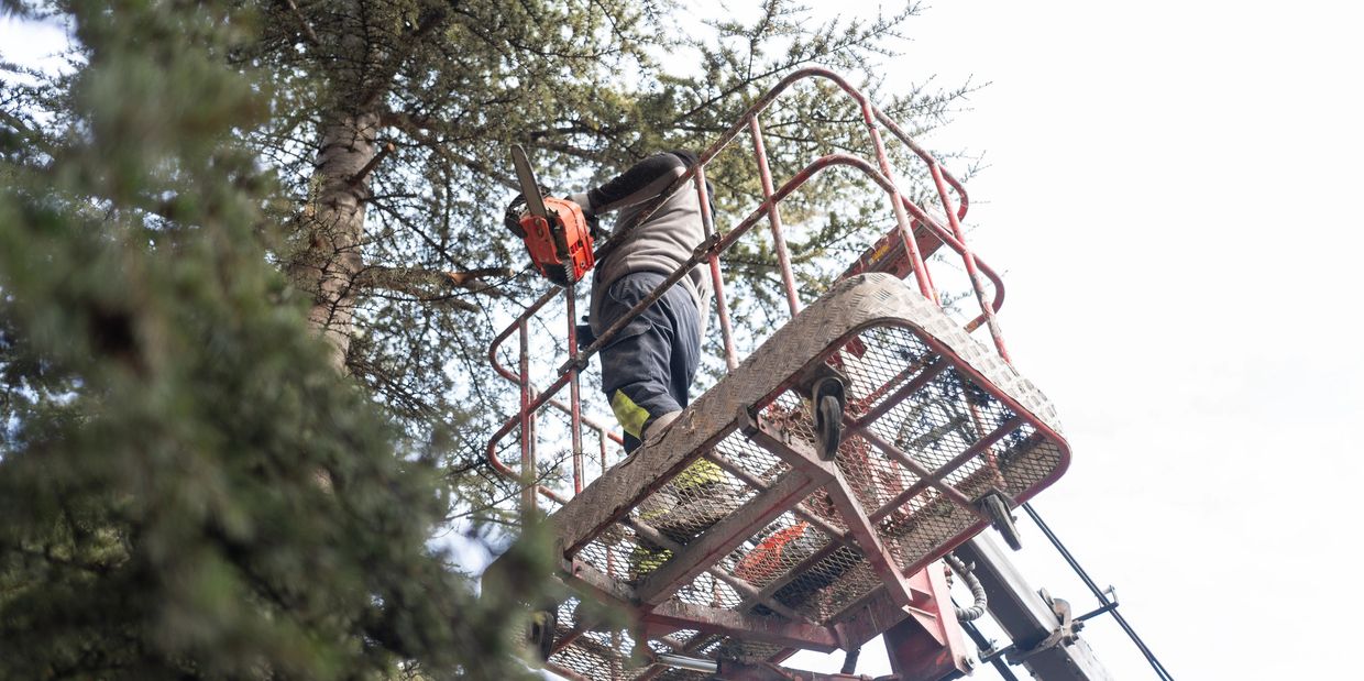 TREE REMOVAL SAFETY CONSULTANT IN FLORIDA. Tree removal in bucket.